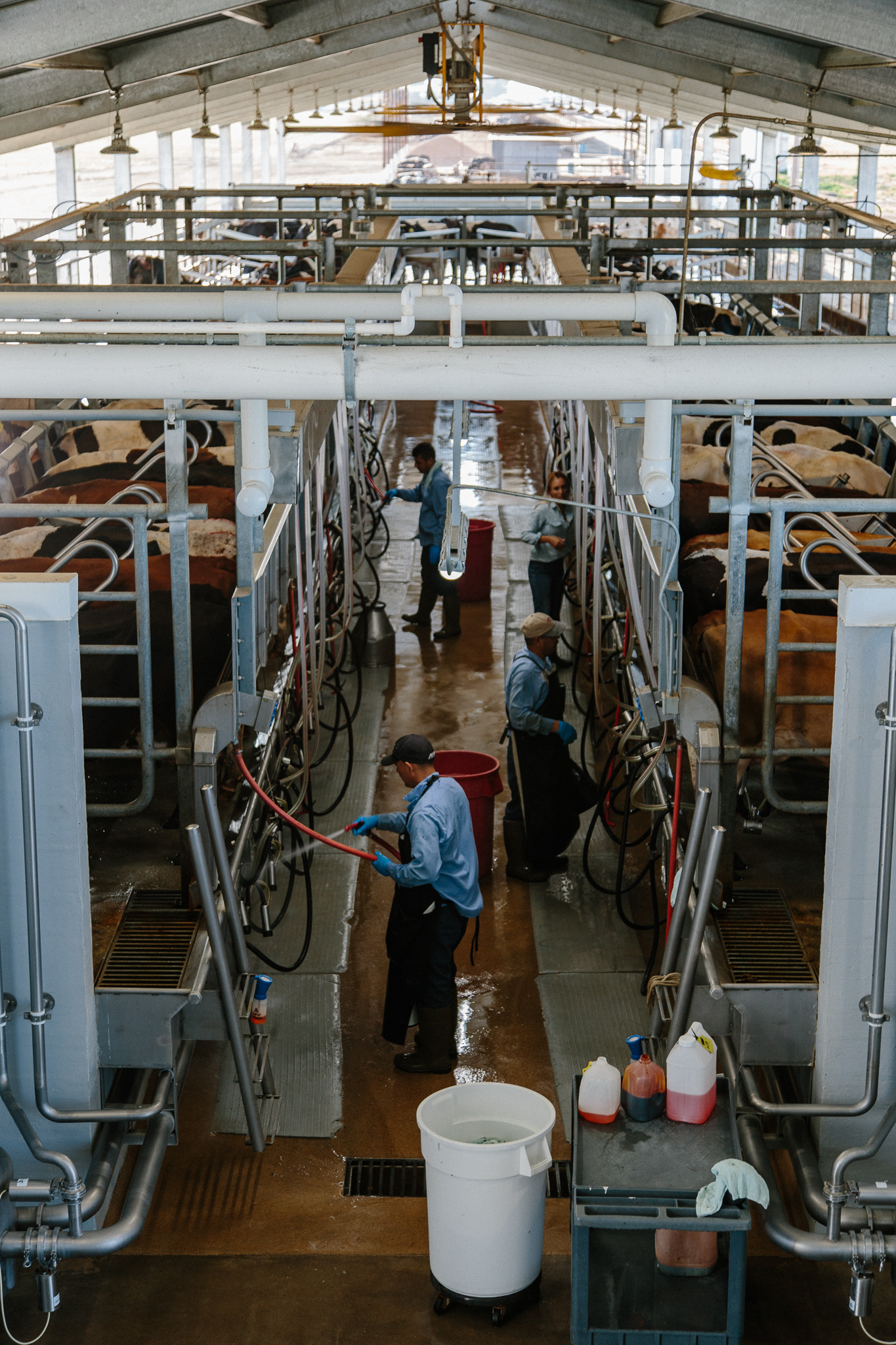milking IMGL7194